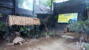 Menikmati Lengkapnya Koleksi Satwa Batu Secret Zoo di Kota Batu