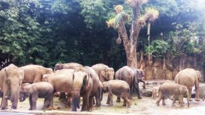 Serunya Berlibur Dan Belajar Di Taman Safari Indonesia Cisarua Bogor
