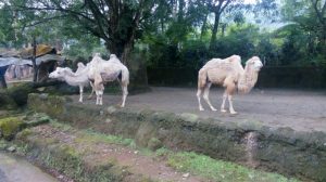Taman Safari Indonesia Cisarua Bogor