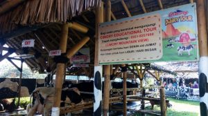 Cimory Mountain View Tempat Belajar Ternak Yang Menarik Untuk Anak