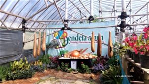 Belajar Menanam Sayuran Hidroponik di Jendela Alam Lembang Bandung