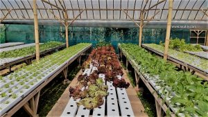 Belajar Menanam Sayuran Hidroponik di Jendela Alam Lembang Bandung