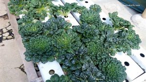 Belajar Menanam Sayuran Hidroponik di Jendela Alam Lembang Bandung