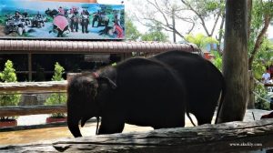 Naik Gajah di Chang Puak Camp Hat Yai Thailand Selatan