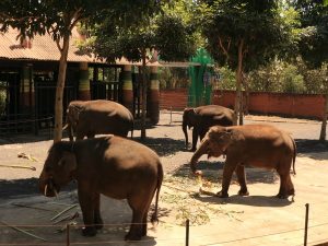 Wisata Edukasi Untuk Anak di Batu Secret Zoo Kota Batu